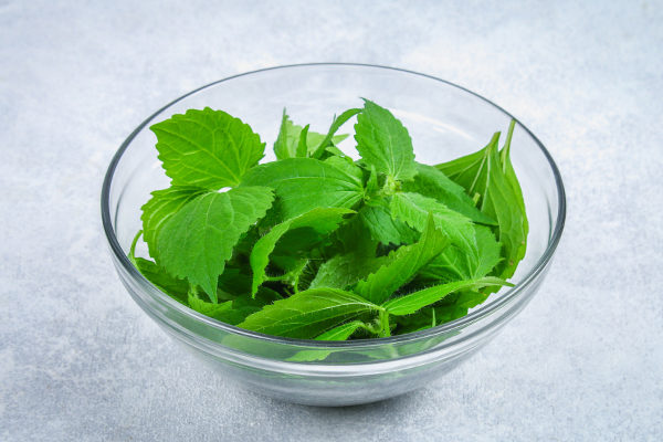 how to blanch stinging nettle?