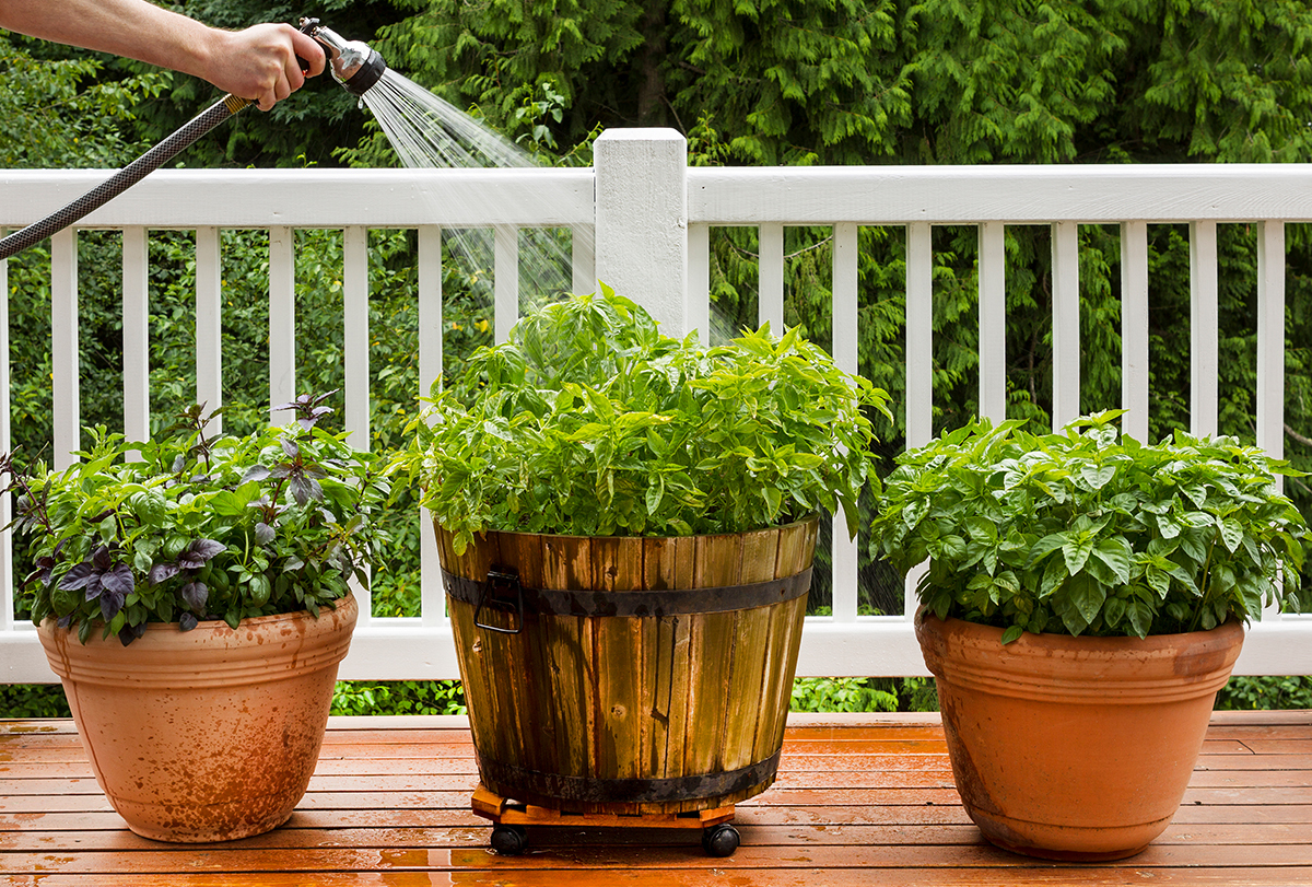 easy-to-grow medicinal herbs