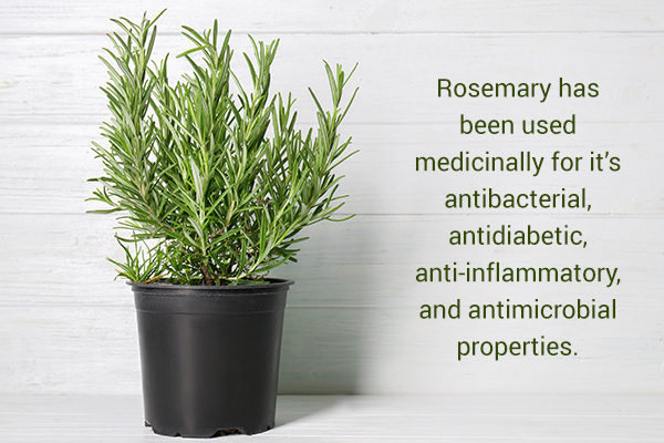 rosemary is an easy to grow medicinal herb