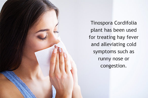 tinospora cordifolia aids relief from hay fever