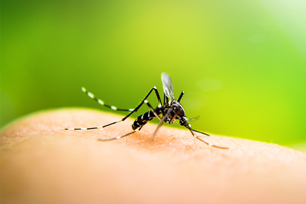 why are some people more prone to mosquito bites than others?