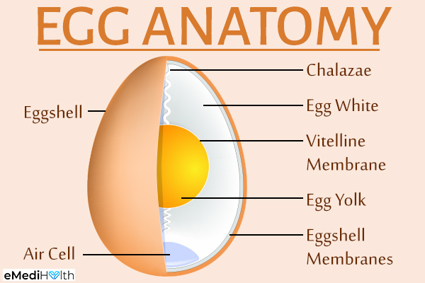 structural breakup of an egg