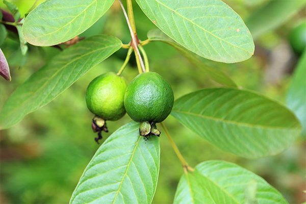 chewing on guava leaves can help remove plaque and tartar