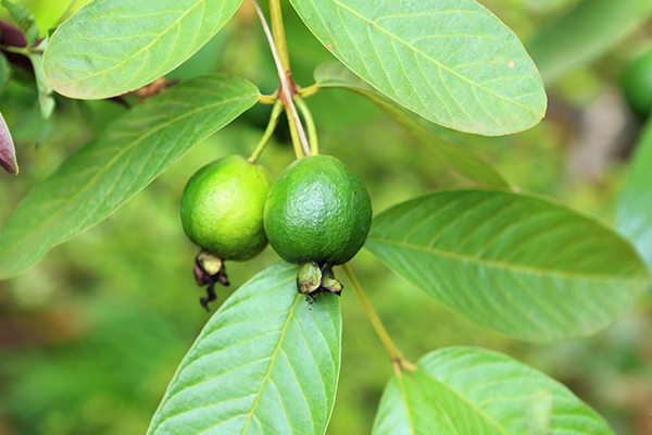 guava leaves can be used to relieve toothaches