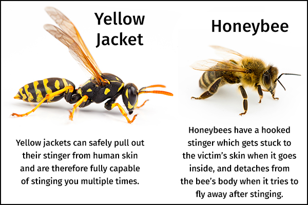 yellow jacket stinger