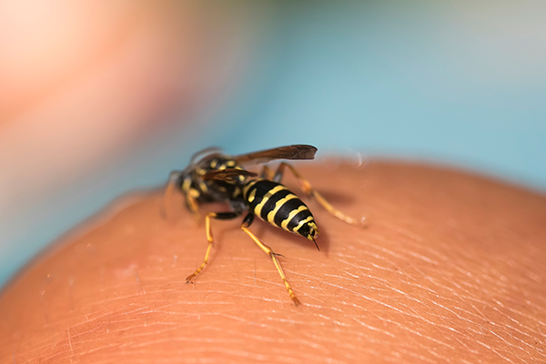 general queries about yellow jacket sting