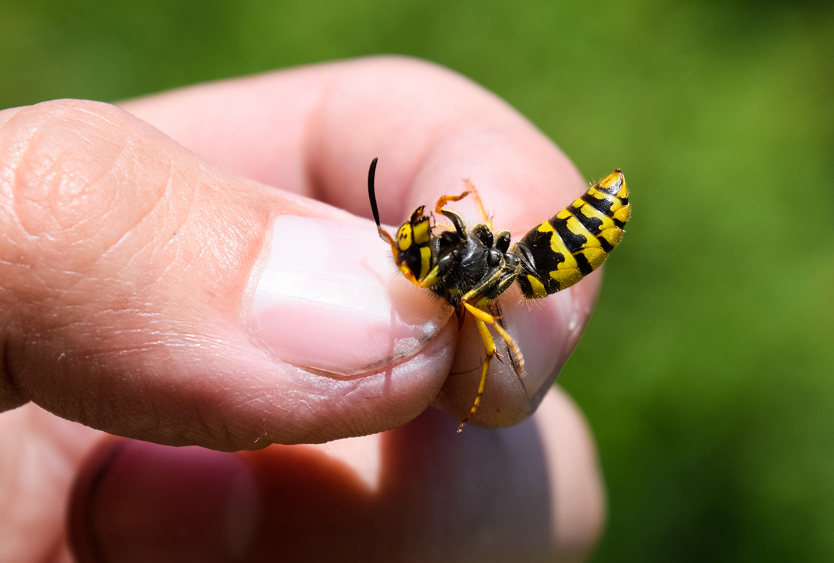 yellow jacket wasp sting