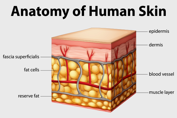structure of human skin