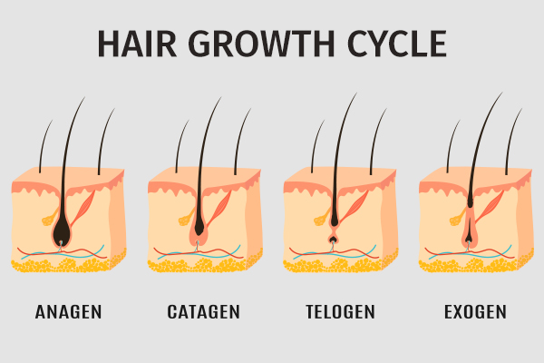 different phases of hair growth cycle
