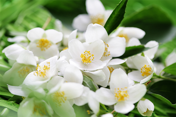 giant dodder, Chinese knotweed, night-flowering jasmine can help