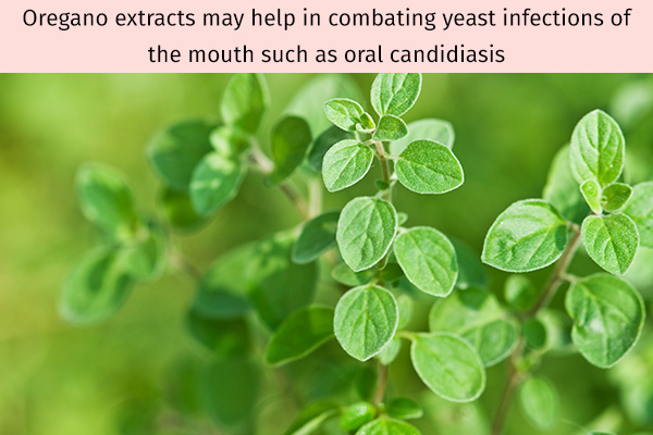 oregano extracts can help combat yeast infections