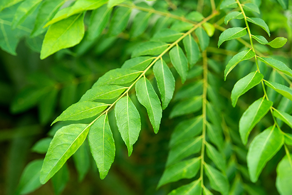 curry leaves hair benefits