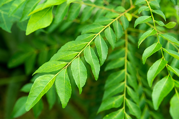 curry leaves can strengthen your hair 