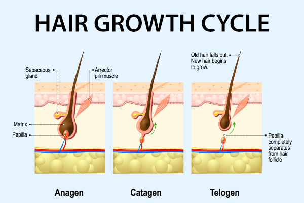 phases of hair growth cycle
