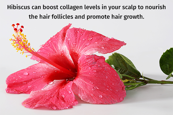hibiscus usage can boost hair growth and prevent hair fall