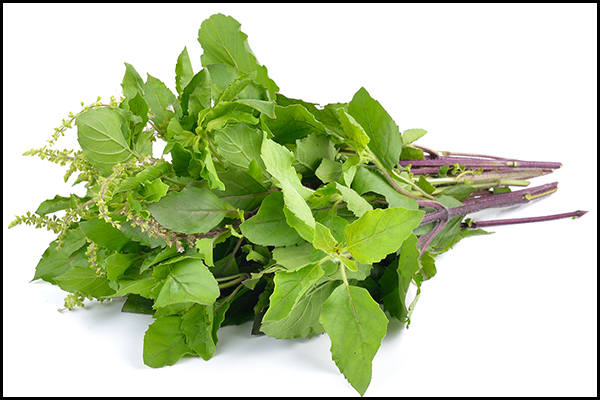 tulsi can help strengthens the hair roots and improves blood circulation