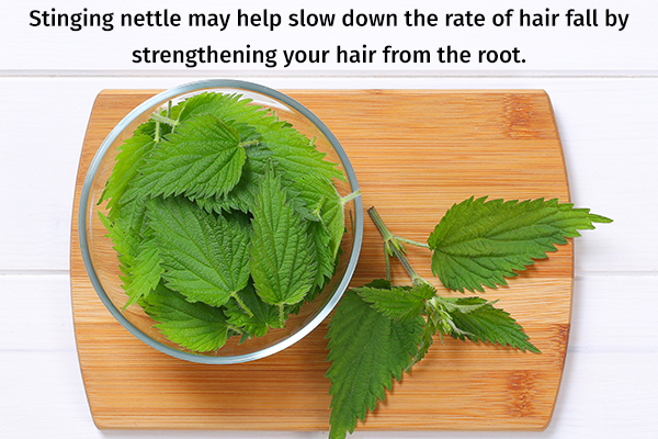 stinging nettle can help slow down hair fall rate