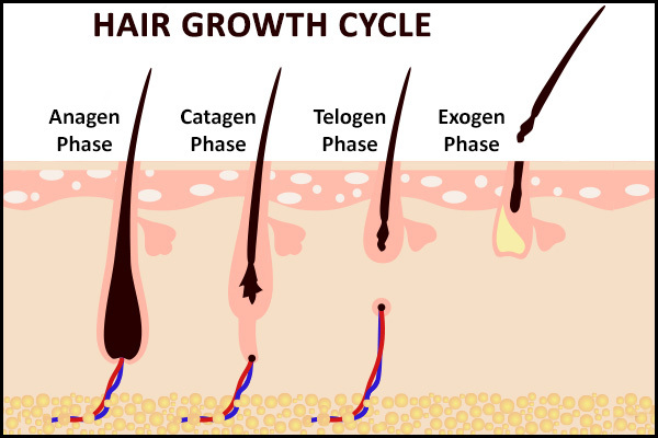 different stages of hair growth cycle