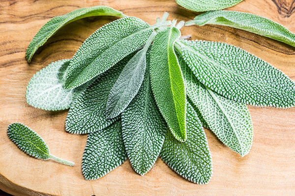 sage consumption can help boost your memory and brainpower
