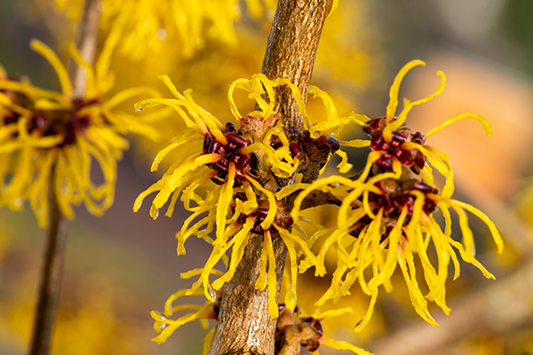 try using witch hazel to help clear scalp buildup