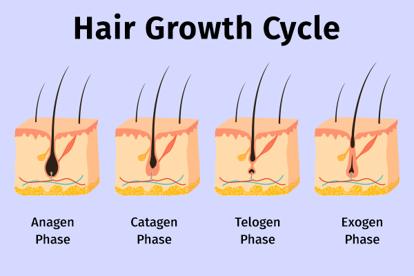 biology of hair growth cycle