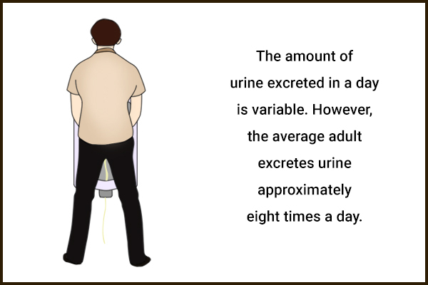 the amount of urine excreted in a day by an average person