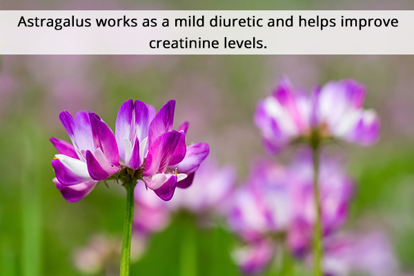 astragalus can work in reducing high creatinine levels