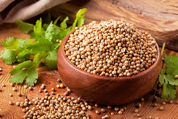 coriander consumption can help reduce cholesterol deposition in body