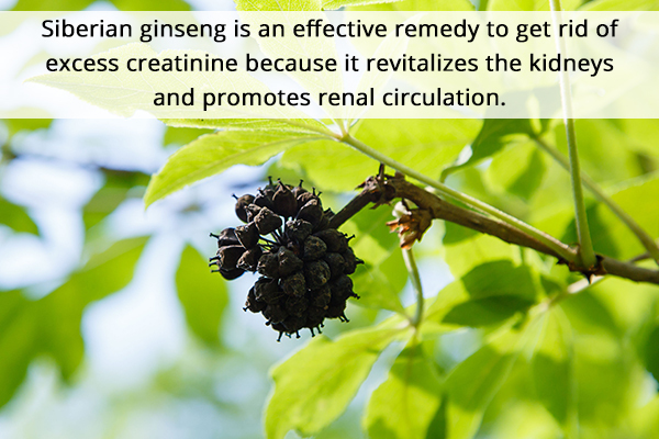 siberian ginseng usage can help reduce excess creatinine
