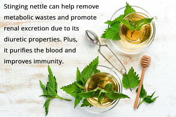 consuming stinging nettle tea can help reduce high creatinine levels