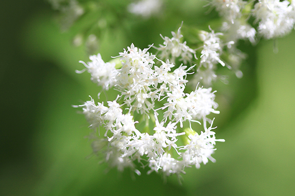 snakeroot extract can also help manage toenail fungus