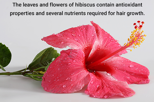 hibiscus flowers are an ayurvedic remedy for hair growth