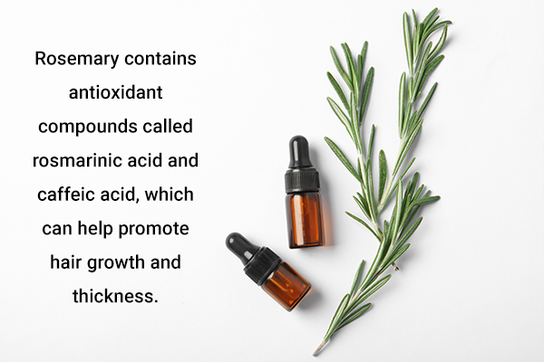 rosemary is a herb beneficial for hair growth and thickness