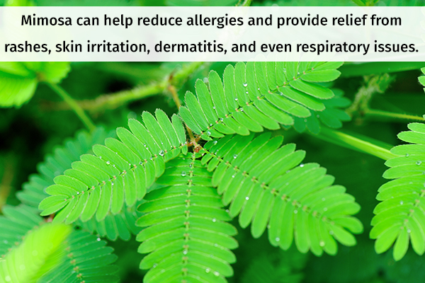 mimosa can help provide relief form hives
