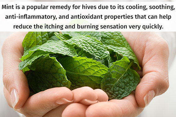 mint leaves are a popular remedy for hives