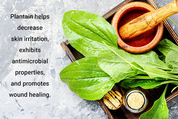 plantain leaves usage can also help promote wound healing