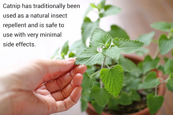catnip can be used as a natural insect repellent