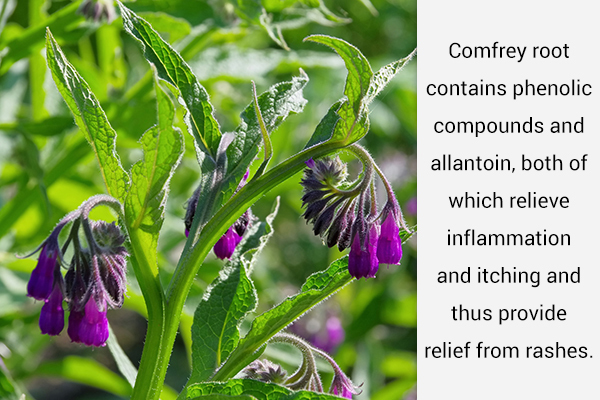 comfrey root usage can help relieve poison ivy rashes