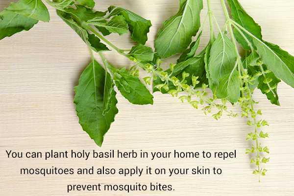 holy basil can work as an effective mosquito repellent