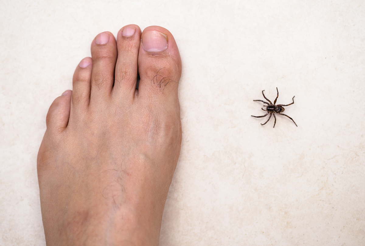 home remedies to help heal spider bites