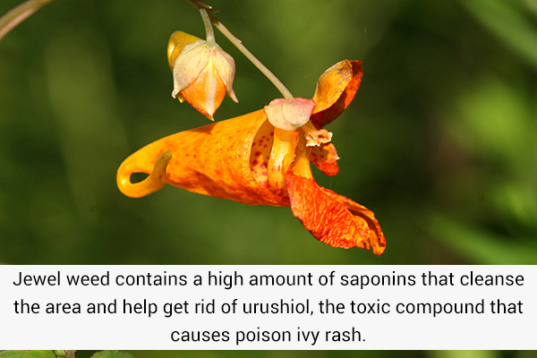using jewelweed can help soothe poison ivy rashes