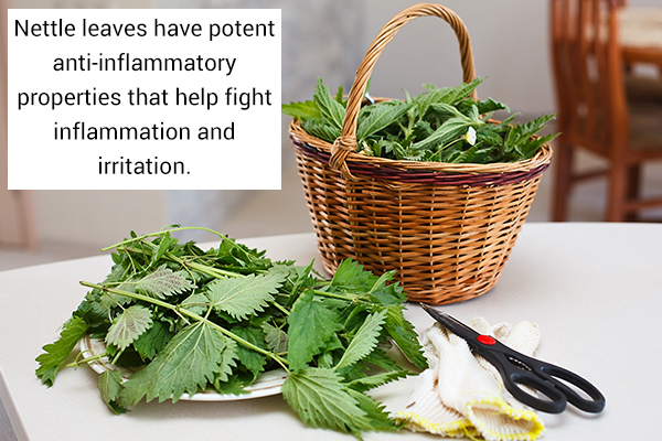 nettle leaves can help soothe poison ivy rashes