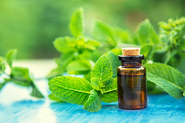 peppermint oil usage can help manage herpes