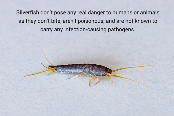can silverfish pose serious threat to humans and animals?