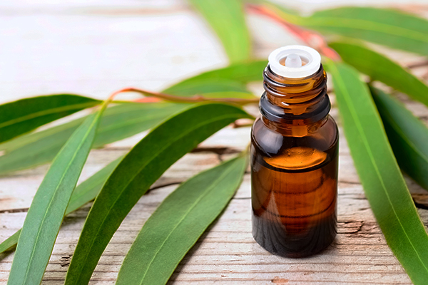 eucalyptus oil can help manage skin allergies, bruises, cuts, and wounds