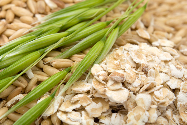 eat green oats to improve memory and brain function