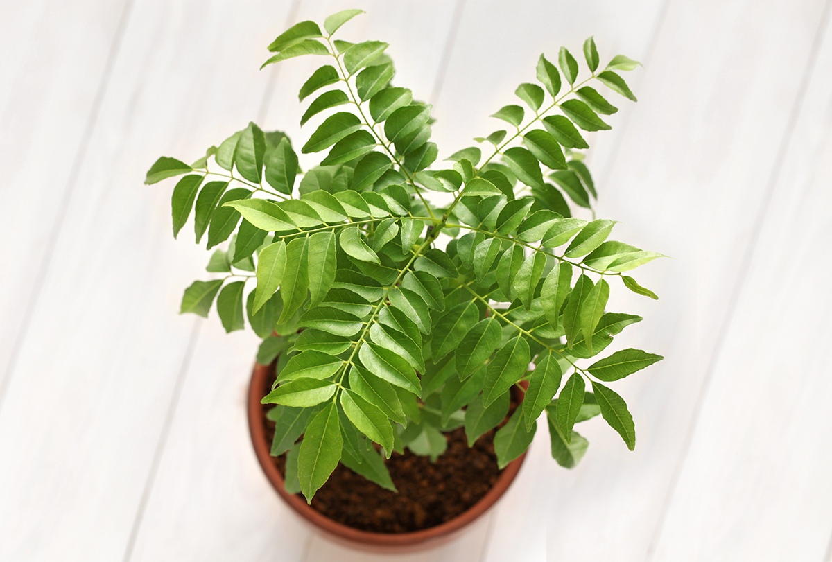 incredible health benefits of curry leaves