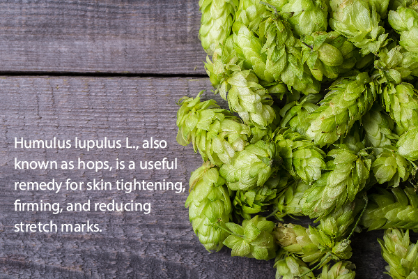 applying hops extract can help tighten sagging skin