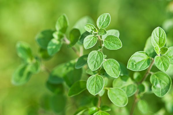 oregano herb can be helpful in losing weight