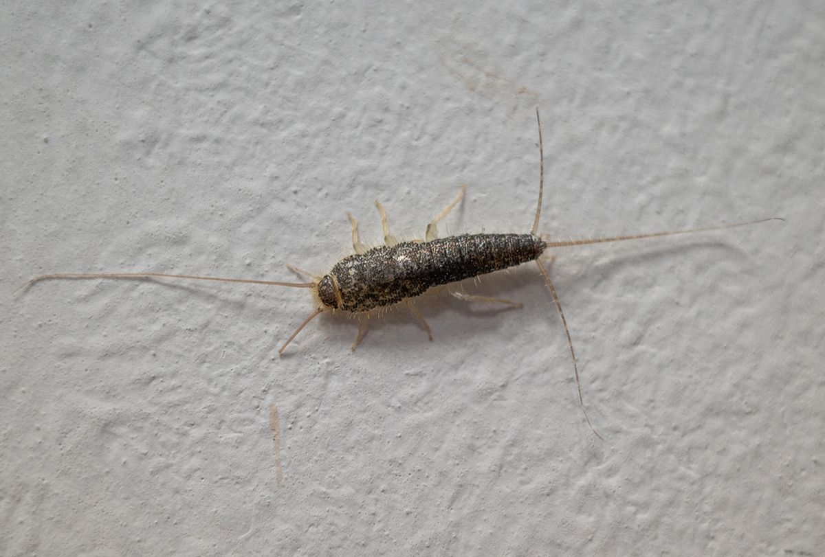 natural ways to stop silverfish infestation